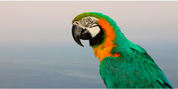 Photo of Parakeet: de nieuwe tool van Microsoft om uw privacy te beschermen